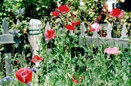 jardin aux verneys 2 